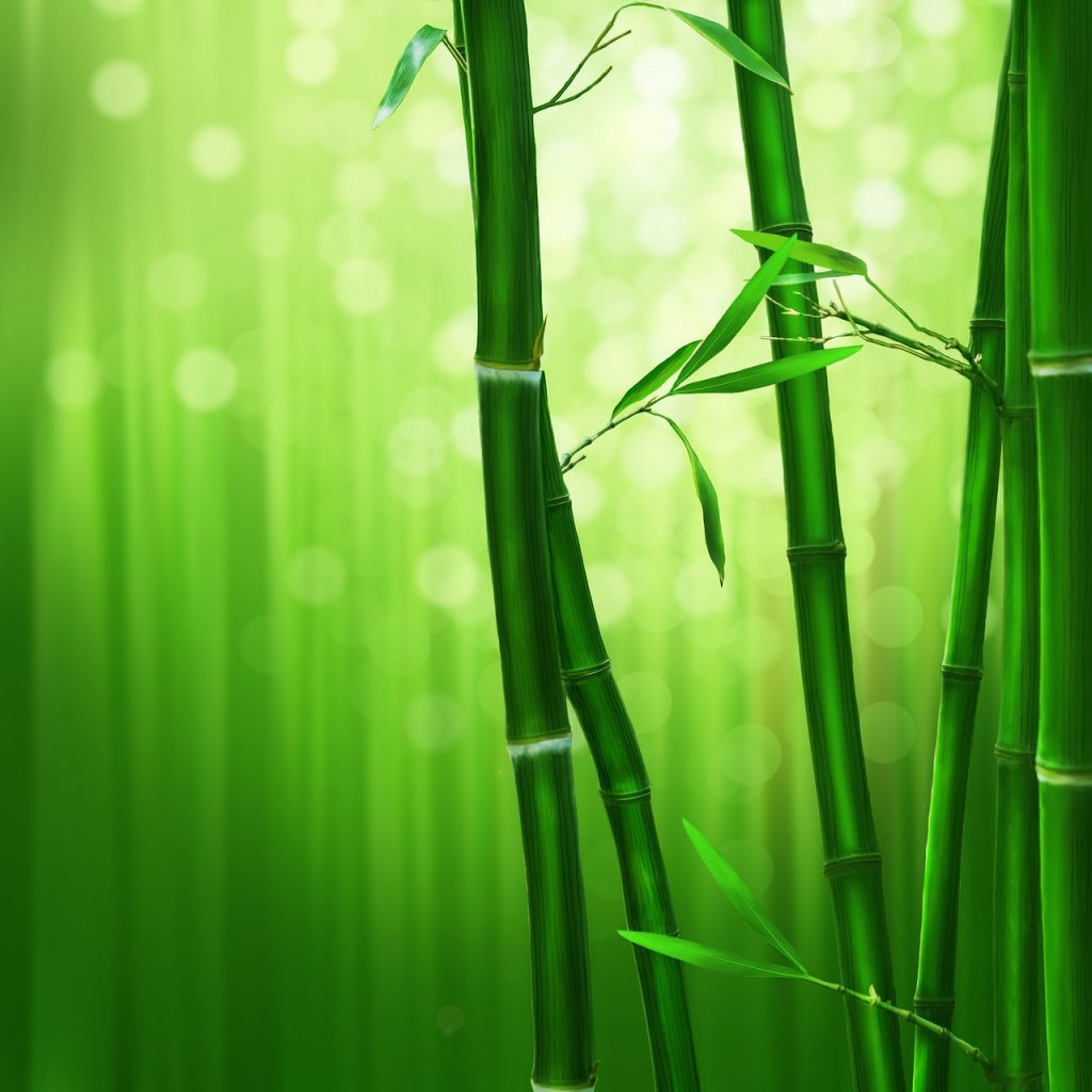 bamboo, green, nature-1045972.jpg